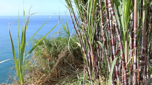 Sugarcane fields along Madeira's coastline