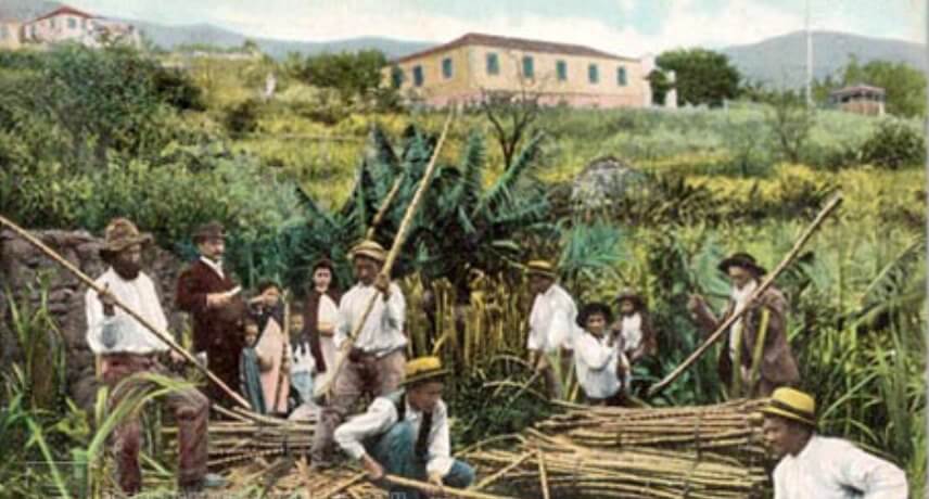 Historic sugarcane harvesting in Madeira
