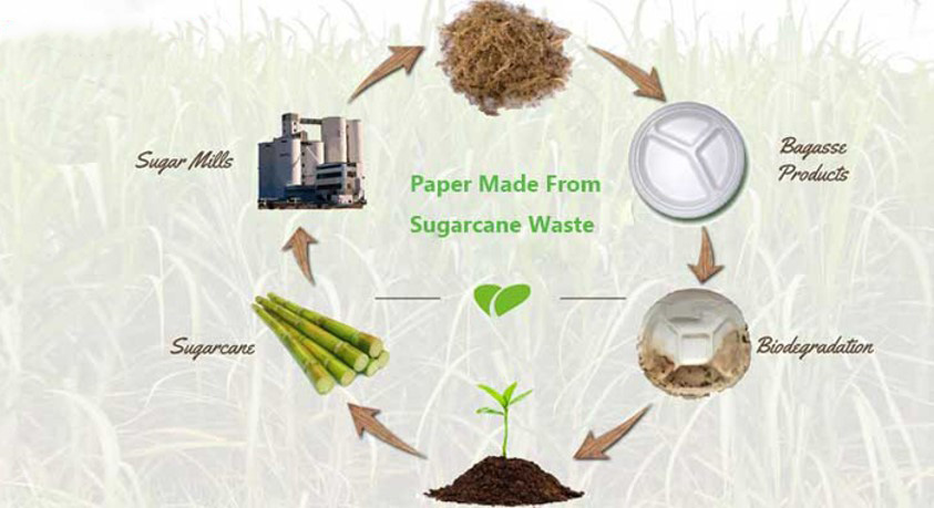 Processing sugarcane into fibres
